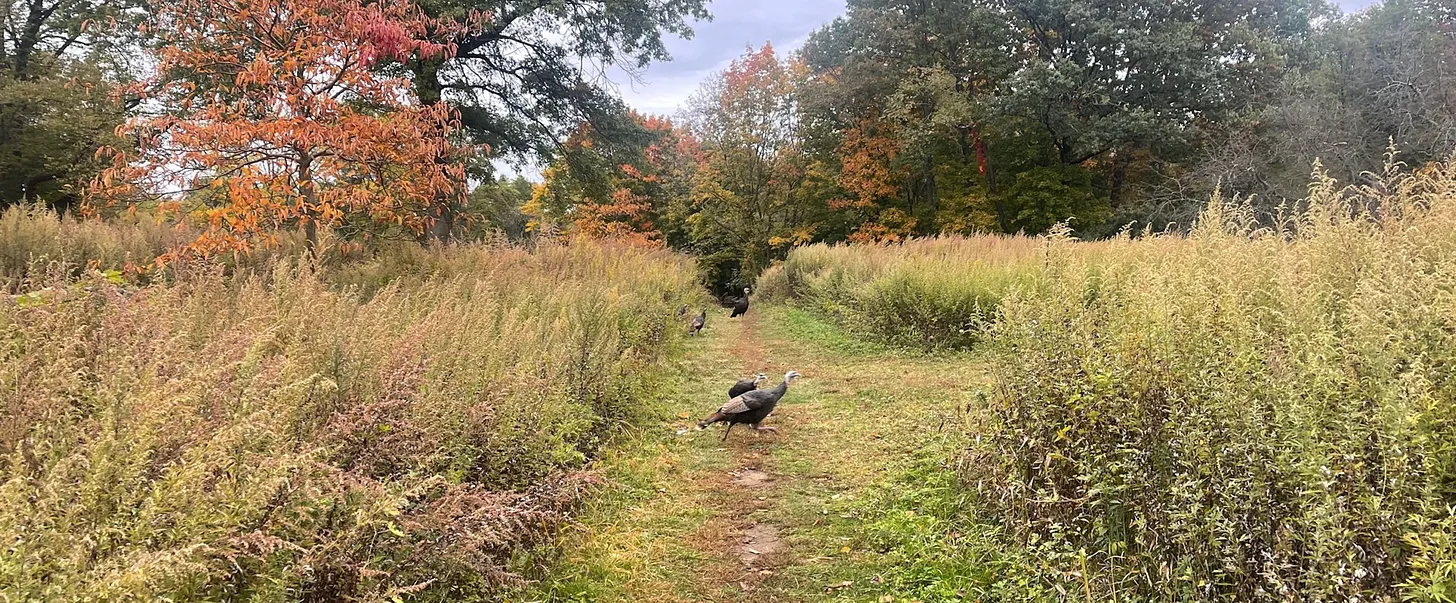 Turkeys in a meadow running in various directions